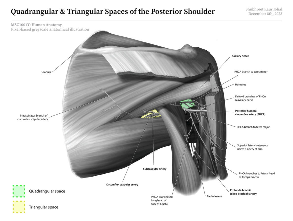 Anatomy Diagram: Spaces of the Human Shoulder, with major arteries and nerves 2D Digital Illustration made using Adobe Photoshop &amp; Illustrator