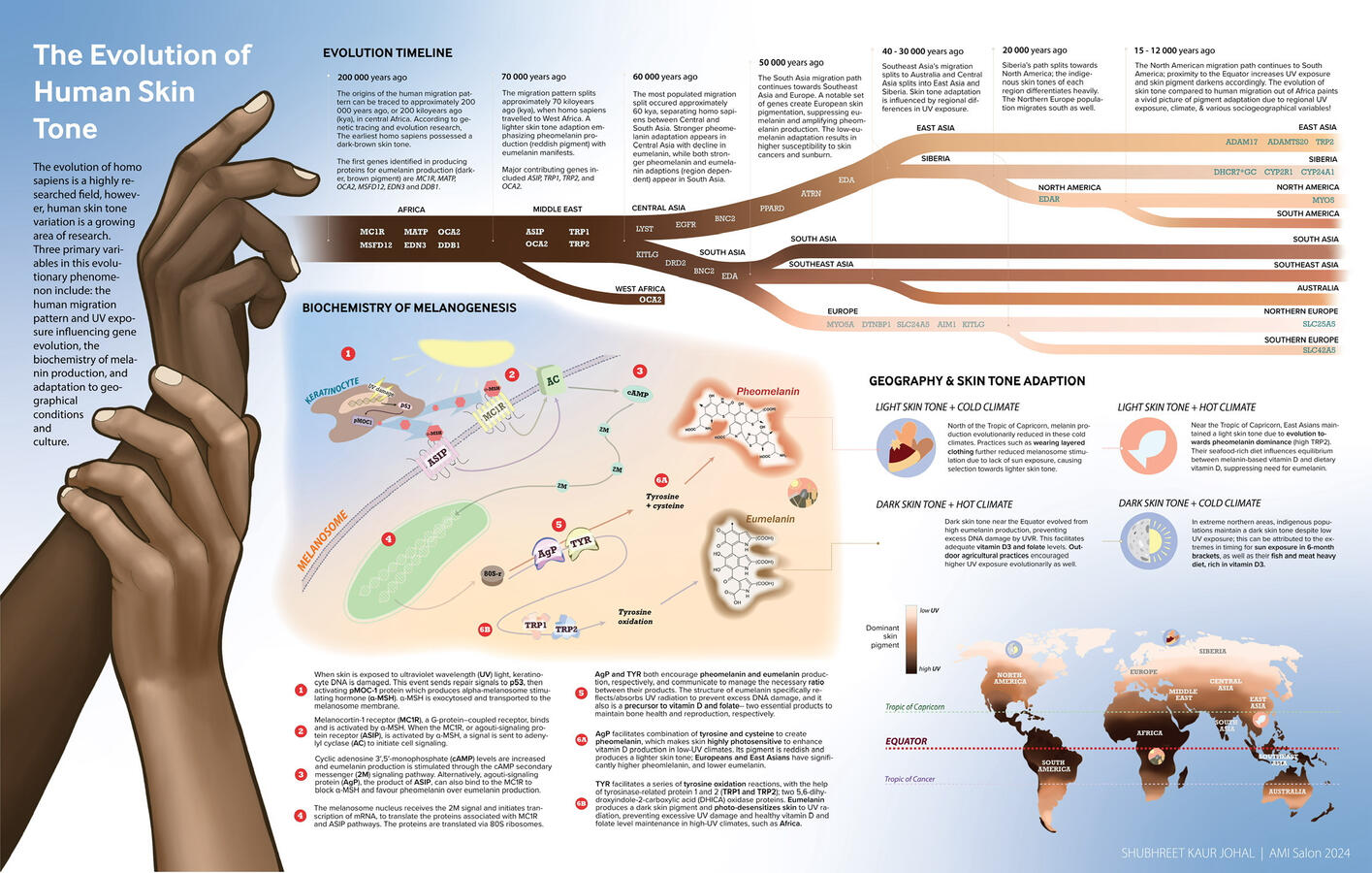 Infographic &amp; Data Visualization: The Evolution of Human Skin Tone 2D Digital Illustration made using Adobe Illustrator, Photoshop &amp; Rawgraphs.io