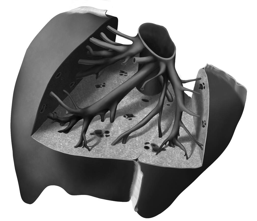 Major Hepatic Veins of the Liver Draining into the Inferior Vena Cava 2D Digital Illustration made using Adobe Photoshop, Illustrator & Procreate