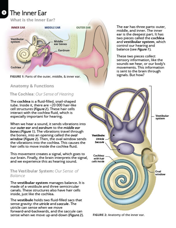 Patient Education Booklet: The Inner Ear 2D Digital Illustration made using Adobe Illustrator, Photoshop, Procreate